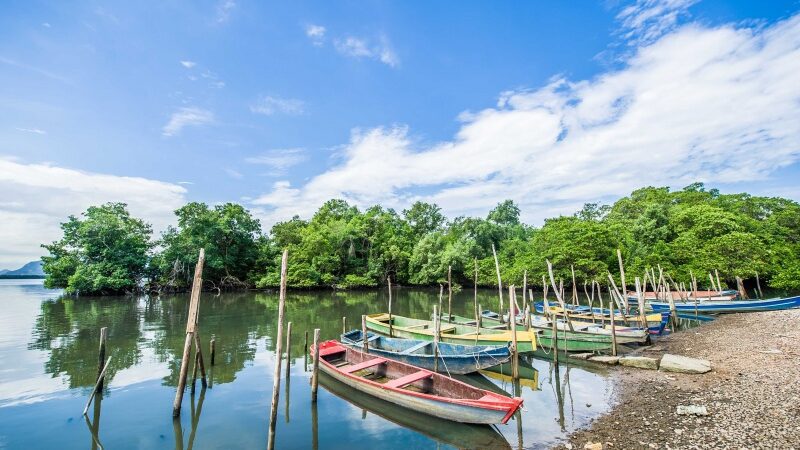 Vitória comemora o dia do Manguezal com programação sobre a importância do ecossistema