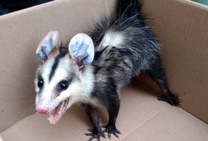 Animais silvestres: Saúde da orientações para a população