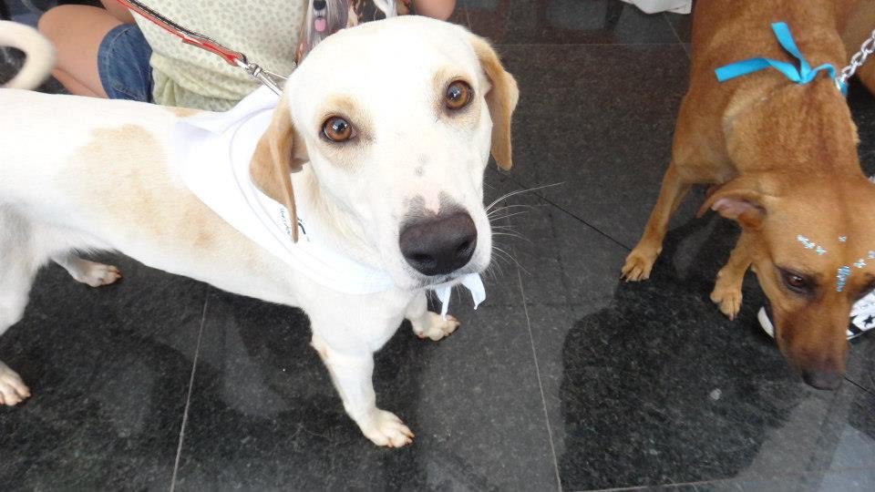 Neste sábado (1º) acontecerá mais um evento de adoção de animais em Jardim Camburi