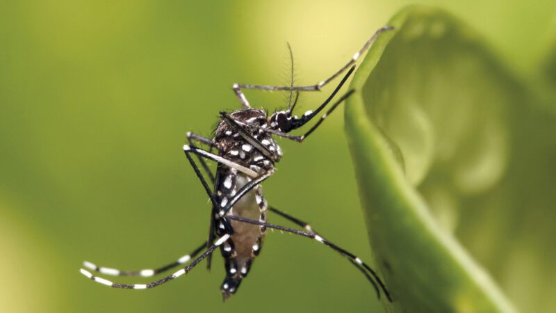 Chikungunya: saiba mais sobre a doença transmitida pelo Aedes Aegypti