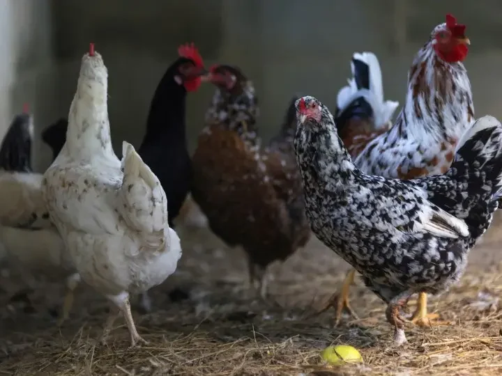 China suspende compra de carne de frango brasileira por 60 dias após caso de gripe aviária em granja comercial
