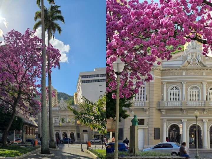 O Ipê Rosa que está encantadando moradores e visitantes no Centro de Vitória