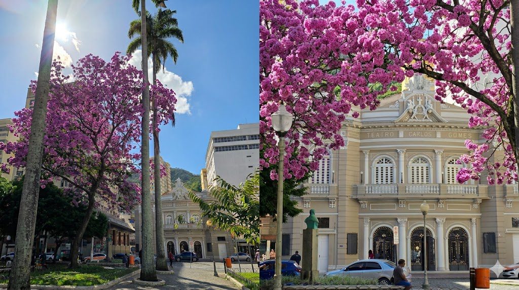 O Ipê Rosa que está encantadando moradores e visitantes no Centro de Vitória