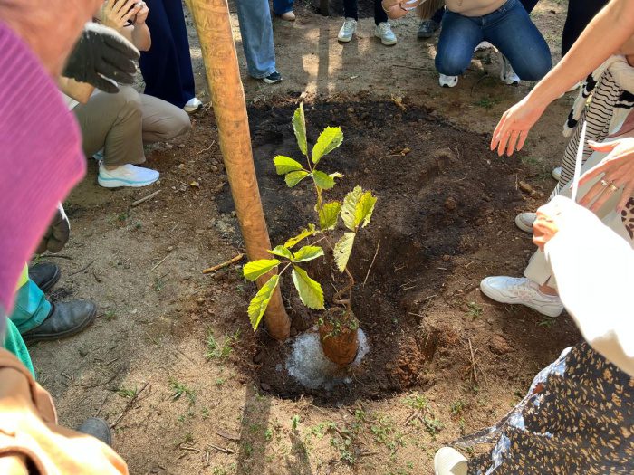 Parque da Fonte Grande recebe plantio de ipês-amarelos em ação voltada à preservação ambiental