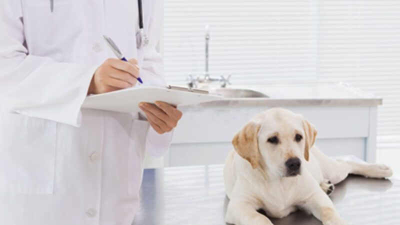 Inscrições para processo seletivo de veterinários termina nesta quarta-feira (15)