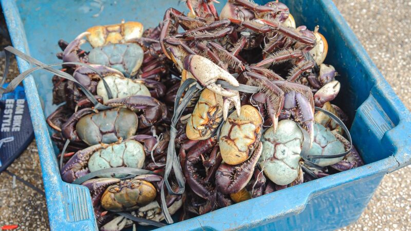 Secretaria de Meio Ambiente faz alerta para defeso do caranguejo-uçá e do sururu do costão rochoso