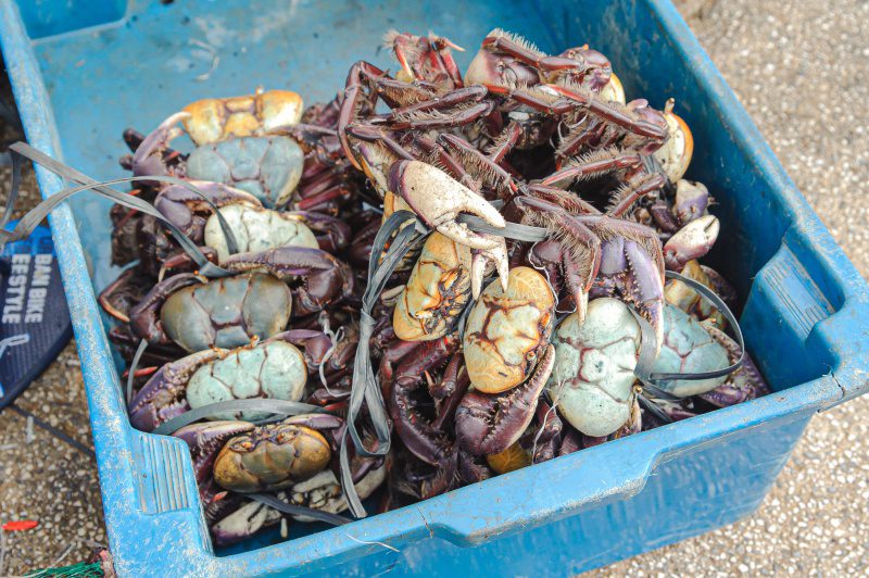 Secretaria de Meio Ambiente faz alerta para defeso do caranguejo-uçá e do sururu do costão rochoso