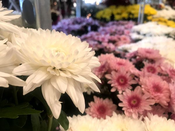 Finados: preço das flores varia 143,25% em Vitória, segundo Procon