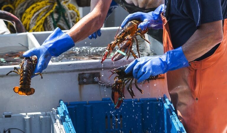 Período de defeso da lagosta inicia e empresas têm até domingo (7) para declarar estoque