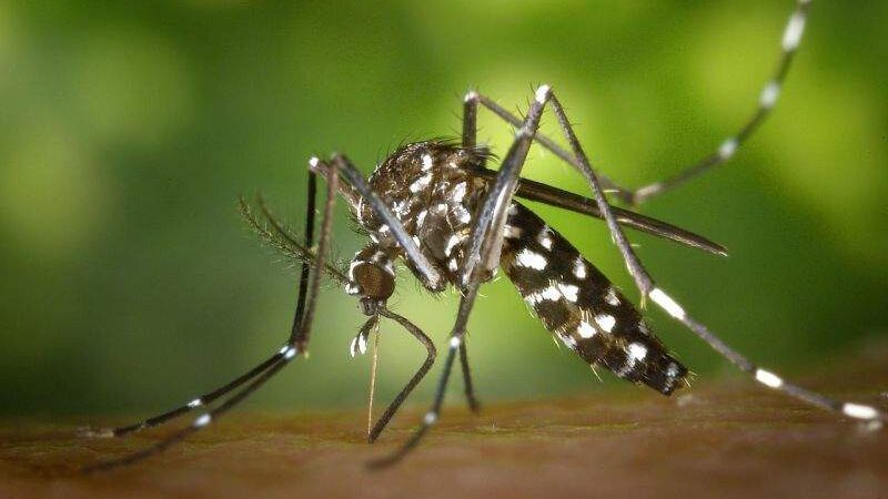 ES pode ter epidemia de dengue no verão, alerta secretário de saúde