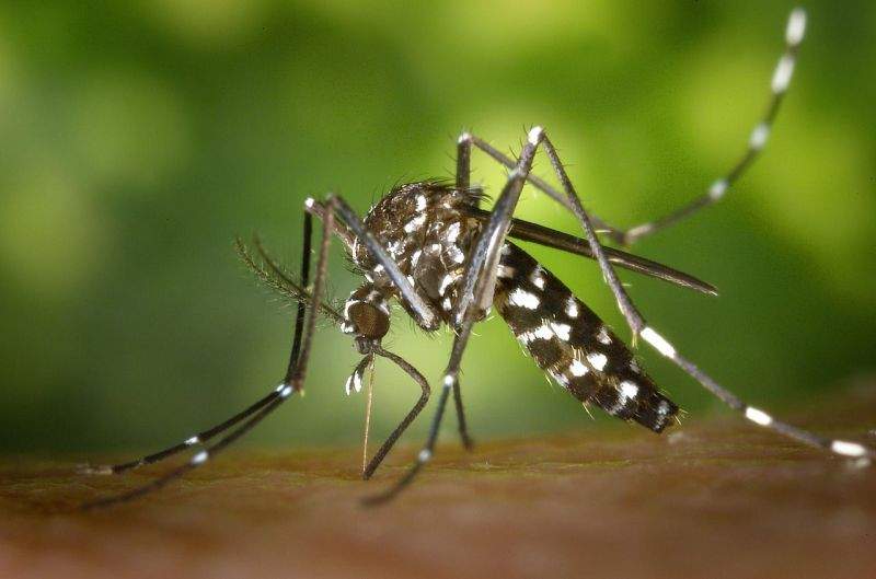 ES pode ter epidemia de dengue no verão, alerta secretário de saúde