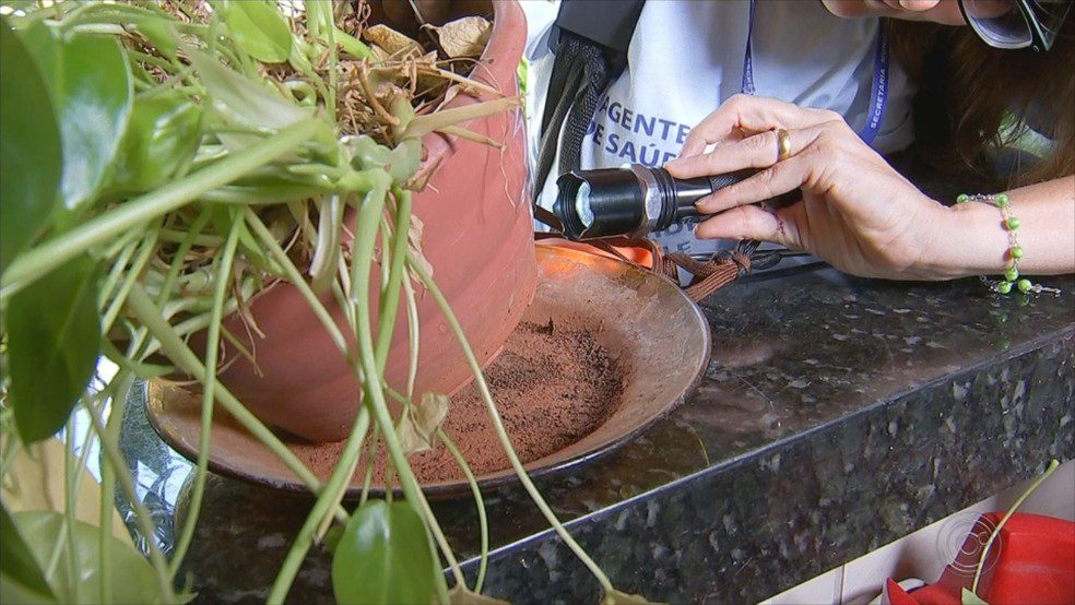 Trabalho de agentes de saúde é fundamental no combate ao Aedes aegypti