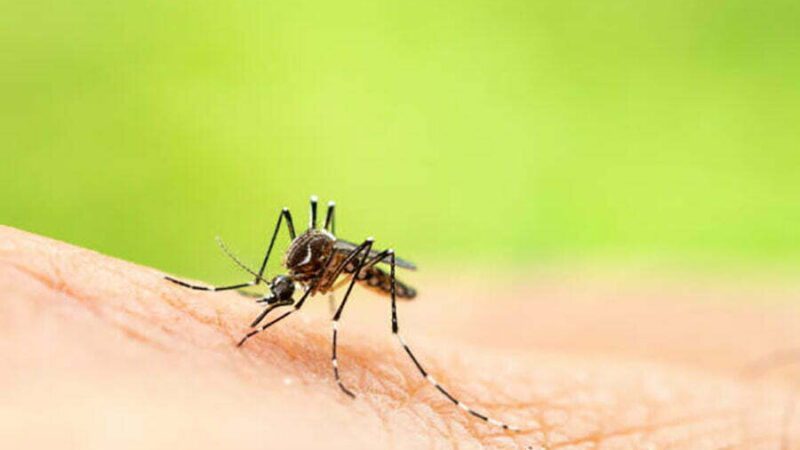 Nos quatro primeiros meses de 2022 casos de dengue aumentam 113,7%