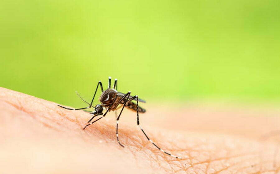 Nos quatro primeiros meses de 2022 casos de dengue aumentam 113,7%