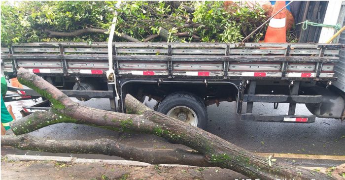 Prefeitura realiza força-tarefa para retirar árvores caídas em Vitória após chuvas