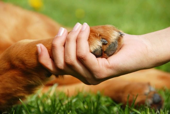 Quarta-feira (14) protetores de animais serão homenageados em sessão solene