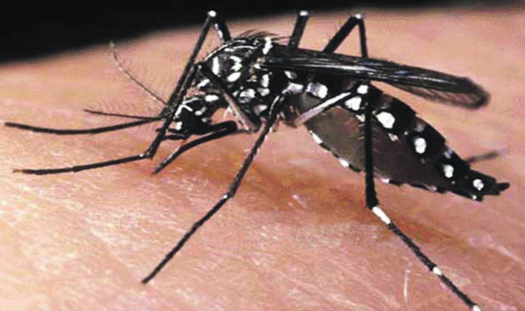 Saiba quais os principais sintomas e formas de prevenção da dengue