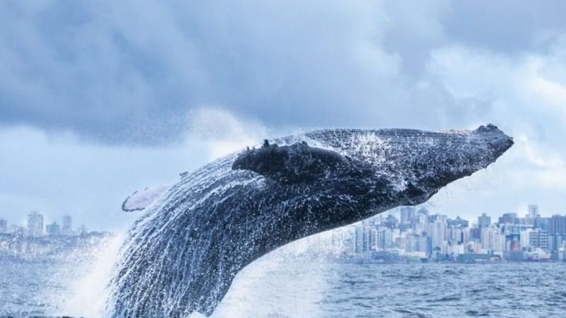 Vitória realiza capacitação em observação de baleias jubarte