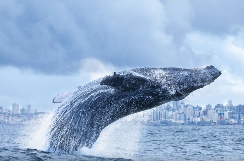 Vitória realiza capacitação em observação de baleias jubarte