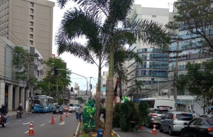 Plantio de 48 palmeiras traz arborização à Avenida Reta da Penha