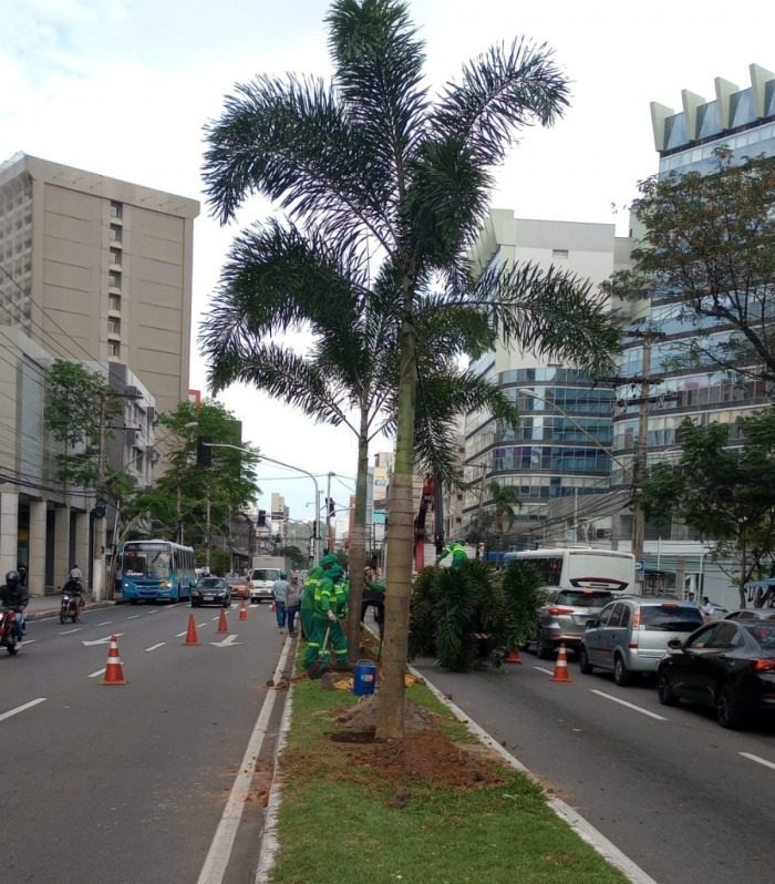 Plantio de 48 palmeiras traz arborização à Avenida Reta da Penha