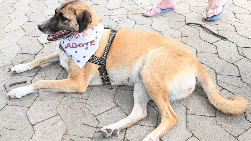 Adote um amigo: Evento de adoção de animais no Parque Manolo Cabral neste fim de semana