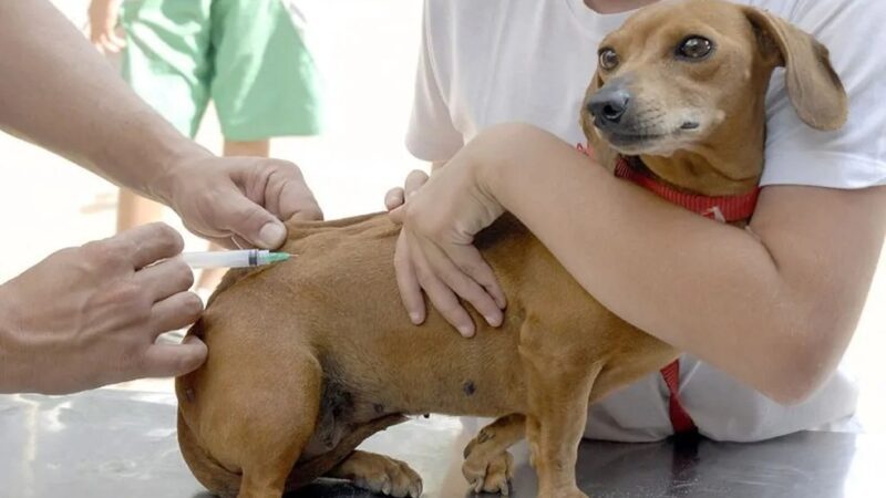 Vitória vacina mais de 11 mil animais de estimação contra a raiva
