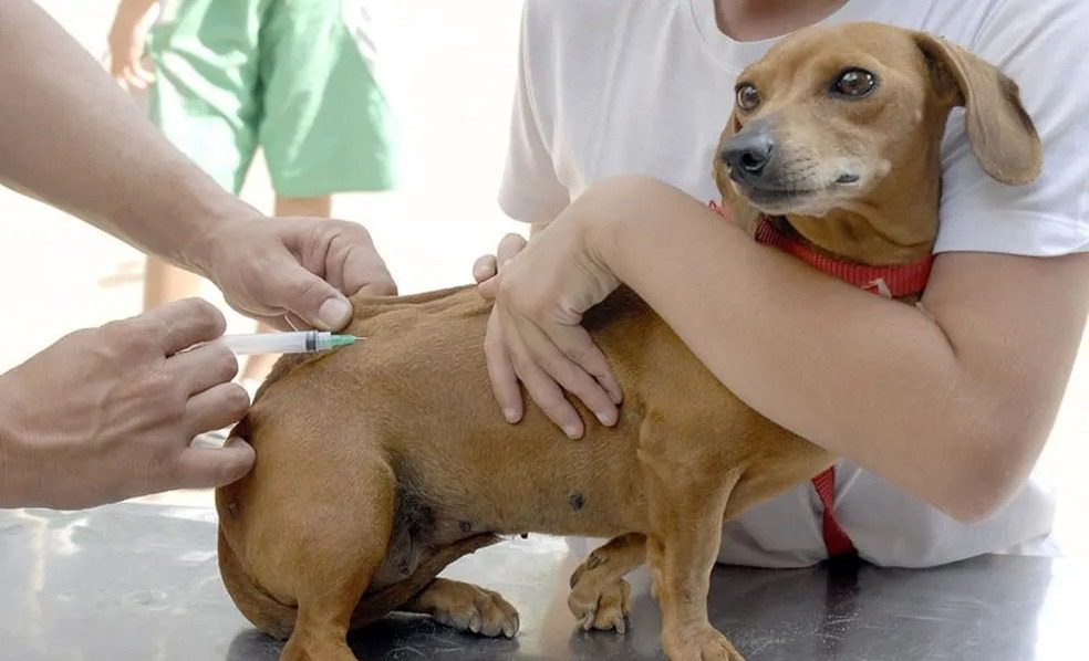 Vitória vacina mais de 11 mil animais de estimação contra a raiva