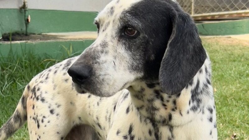 Projeto PataVix: Pets resgatados recebem atenção para encontrar um novo lar