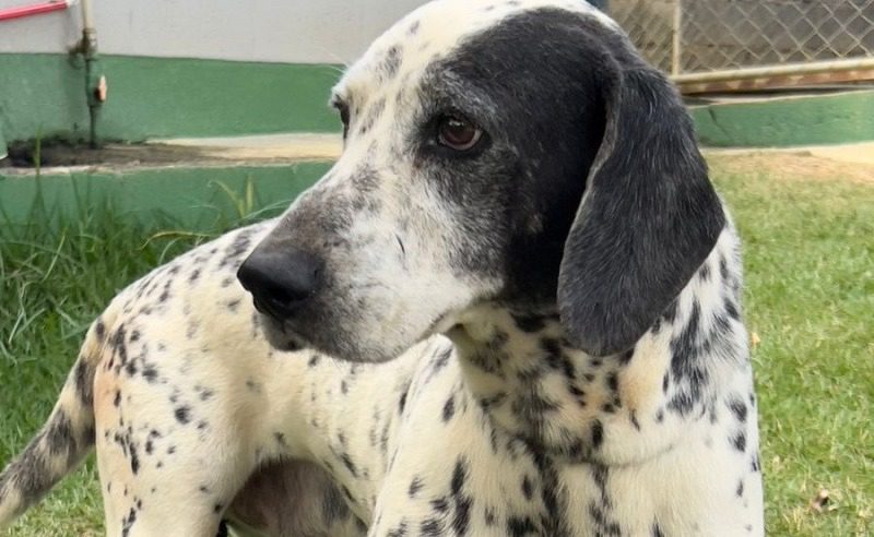Projeto PataVix: Pets resgatados recebem atenção para encontrar um novo lar