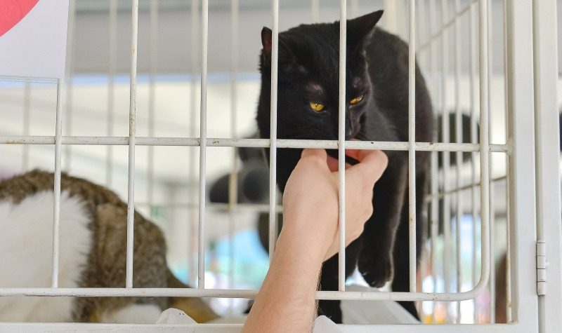 Em Vitória, Evento de Adoção de Animais Acontece neste Fim de Semana