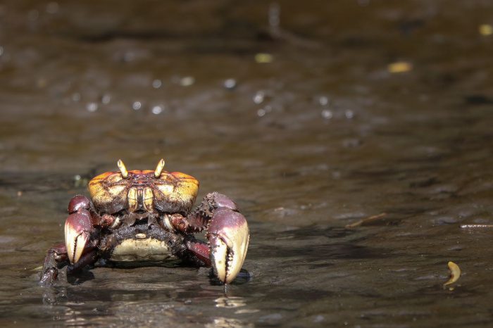 Terceiro período da andada do caranguejo-uçá ocorre na próxima semana