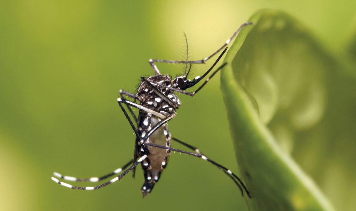 Chikungunya: saiba mais sobre a doença transmitida pelo Aedes Aegypti
